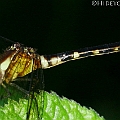 Tetrathemis irregularis (Rainforest Elf) female in Cattana Wetlands<br />Canon EOS KDX (400D) + EFS60 F2.8